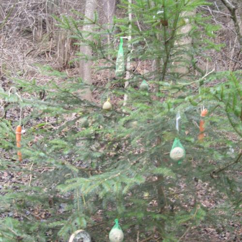 Waldweihnacht 7