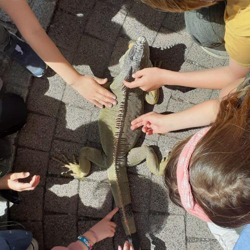 3b_Leguan
