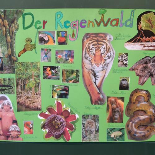 4b_Regenwald