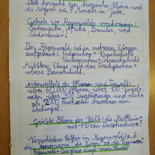 4b_Regenwald