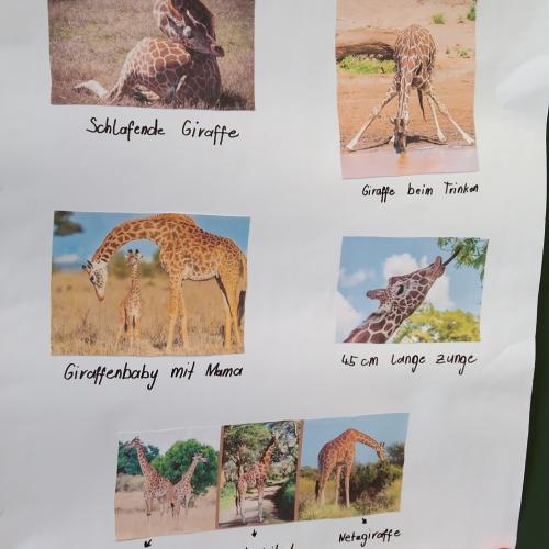 1b_Giraffe