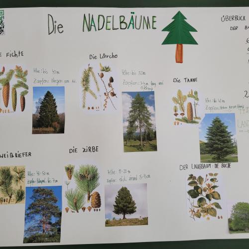 Referat Nadelbäume Rosa