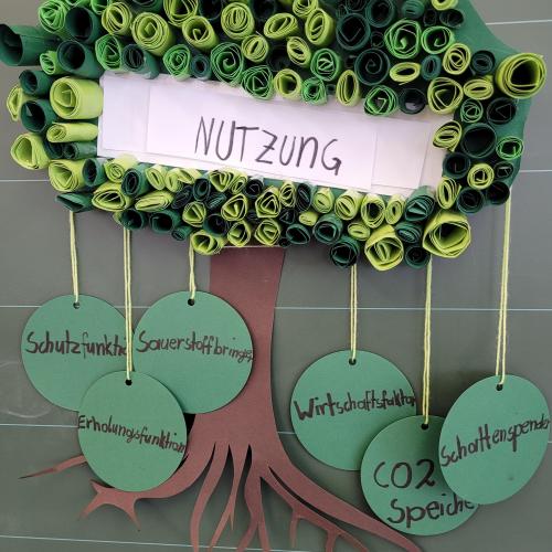 Referat Nadelbäume Rosa