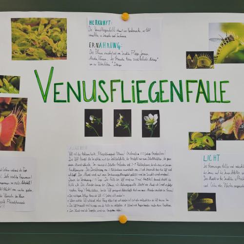 Referat Venusfliegenfalle Linus