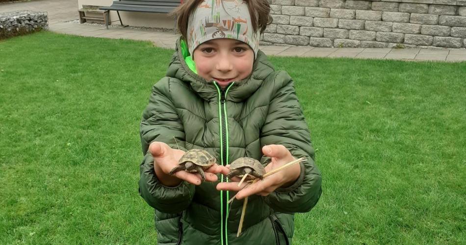 3b_Schildkröten