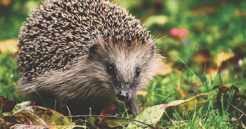 Igel