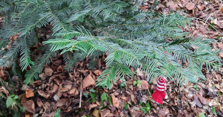 Waldweihnacht