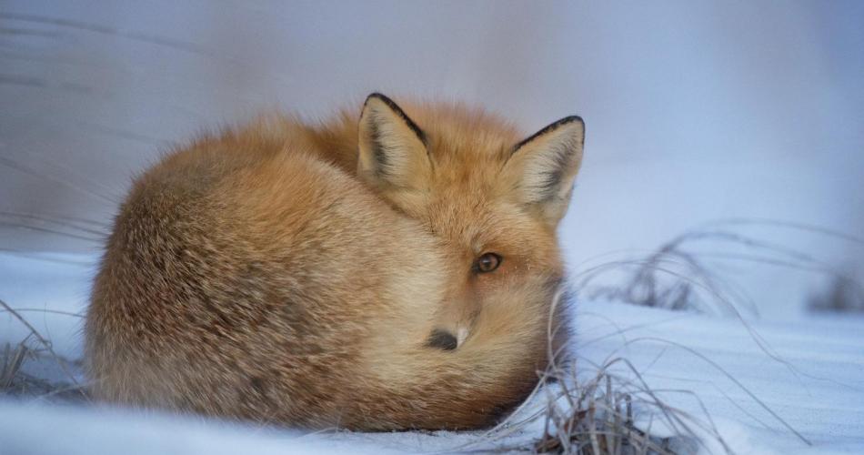Tiere i Winter