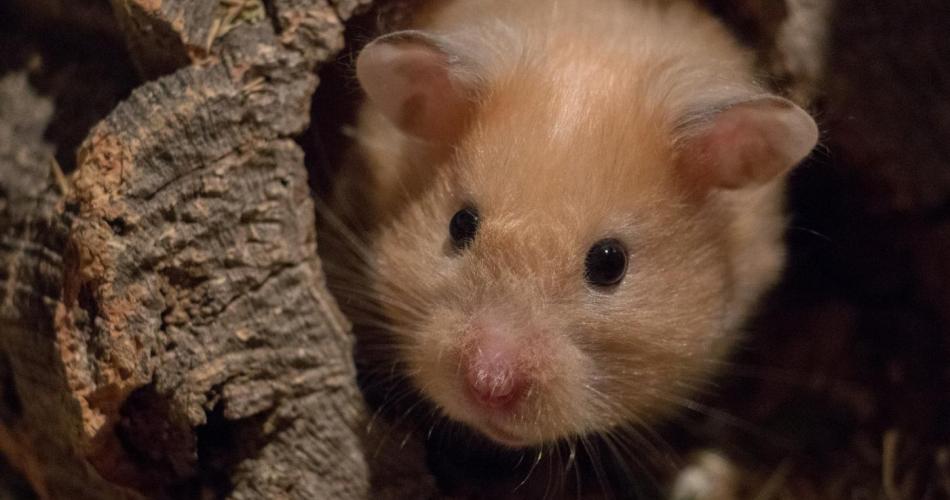 Hamster
