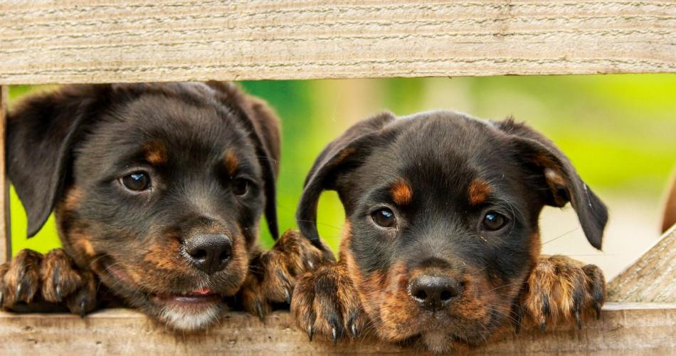 Hunde