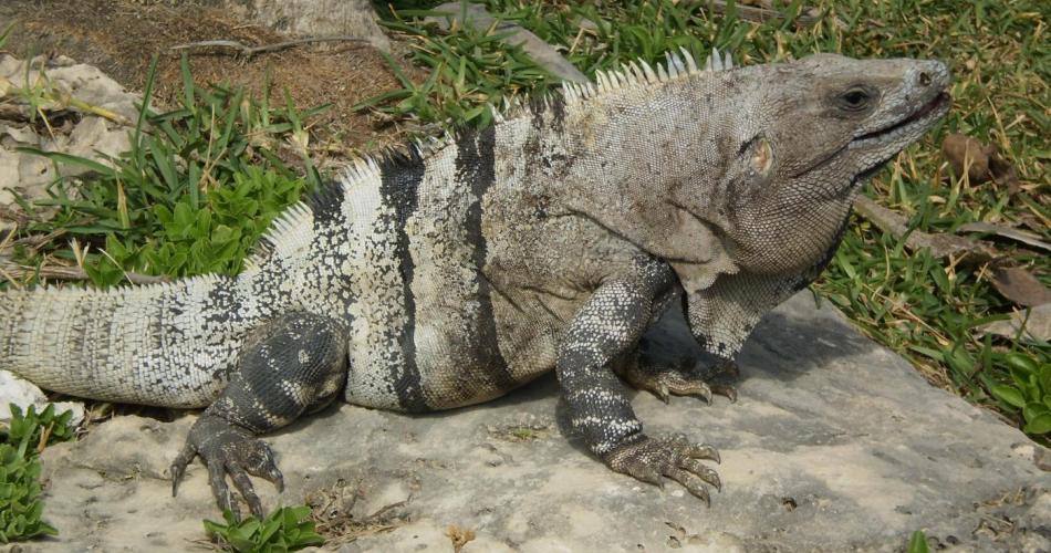 3b_Leguan