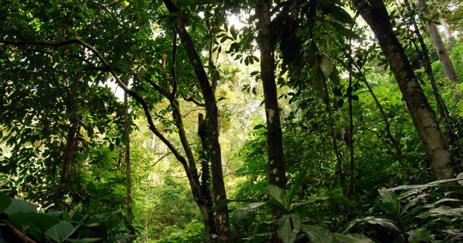 4b_Regenwald