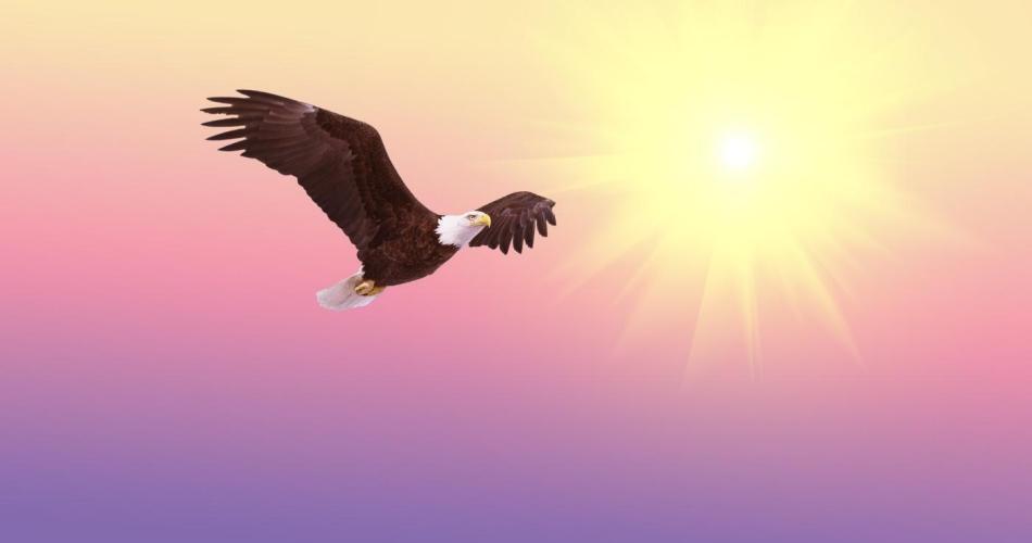 Titelfoto Adler